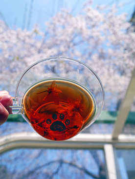 桜紅茶